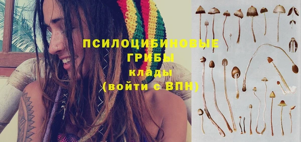 хмурый Аркадак